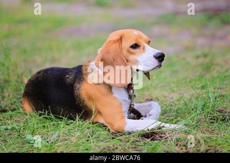Beagle-Harrier dog on the green grass Stock Photo