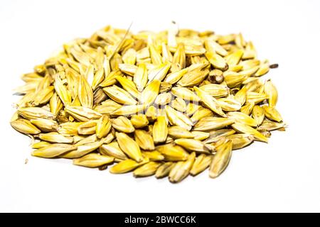 A picture of barley corn Stock Photo Alamy