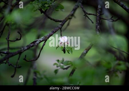 A flower on an old apple tree in a garden Stock Photo