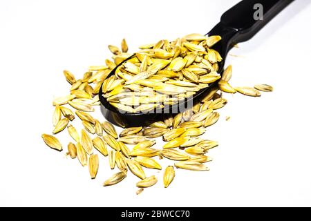 A picture of barley corn Stock Photo