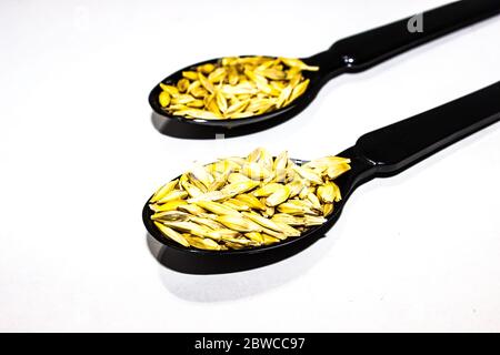 A picture of barley corn Stock Photo