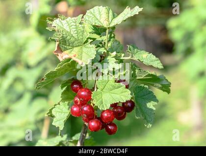 Redcurrant berries on a vine in Hungary Stock Photo
