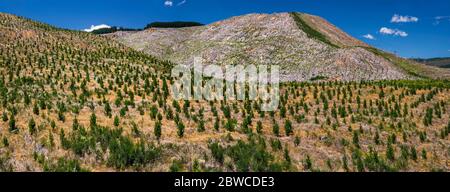 Replanted forest, Kaweka Range mountains, Kaweka Forest Park, Taihape Road near Kuripapango Campsite, Hawke's Bay Region, North Island, New Zealand Stock Photo