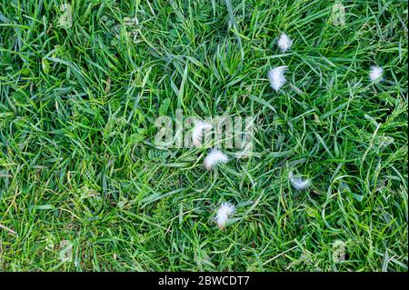 Green grass background and texture with white bird feathers. Top view of lawn pattern. Detailed green grass lawn texture seen from above Stock Photo
