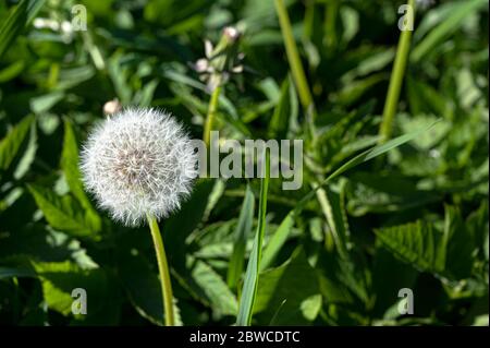 White dandelion flower on fresh dark green background. Close-up view of dandelion with copy space. Stock Photo