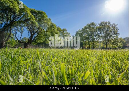 Green lawn with trees in park with sunny light rays. Natural spring environment. Spring grass background texture. Green grass in the rays of sun close Stock Photo