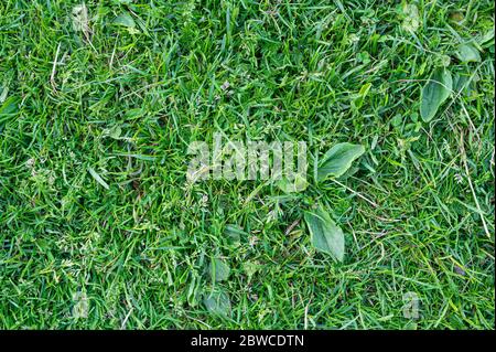 Green grass background and texture. Top view of lawn pattern. Detailed green grass lawn texture seen from above Stock Photo