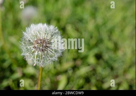 White dandelion flower on fresh dark green background. Close-up view of dandelion with copy space. Stock Photo