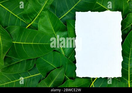 Paper card mockup in deep dark green leaves background. Stock Photo