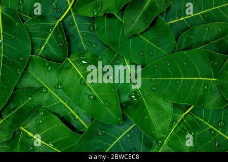 Deep dark green leaves with water dewdrops and droplets background wallpaper. Stock Photo