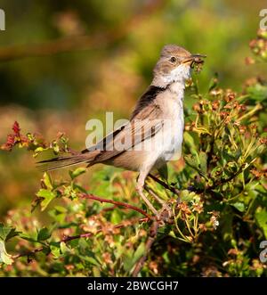 Common Whitethroat provisioning the nest in the Cotswold Hills Stock Photo