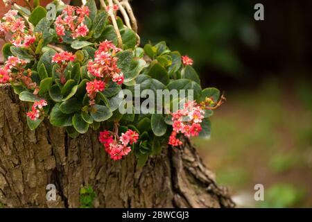 Kalanchoe blossfeldiana plant on a tree trunk in a garden. Stock Photo