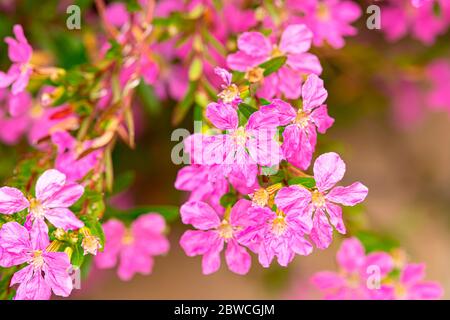 Closeup of breckland thyme flowers Thymus serpyllum Stock Photo