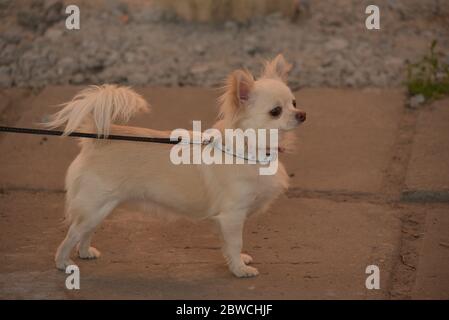 Chihuahua longhaired dog portrait. Beautiful white long-haired chihuahua breed dog walks in tall green grass. Stock Photo