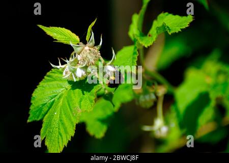 FULL SACKS ON A BUMBLE BEE SERVICING A RASPBERRY FLOWER. Stock Photo