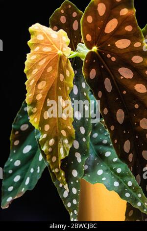 Polka-dot begonia (begonia maculata 'wightii') in golden pot on a dark background. Beautiful tropical houseplant detail. Stock Photo