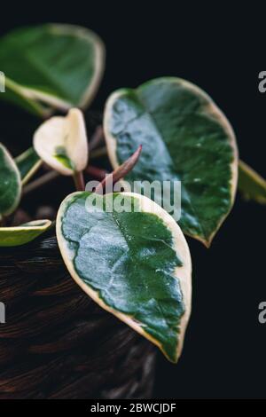 Hoya carnosa variegata 'Krimson Queen' with variegated foliage on a black background. Exotic trendy houseplant detail with prominent variegation. Stock Photo