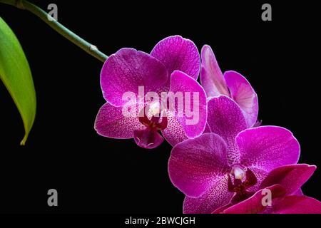 Moth orchid (Phalaenopsis orchid) with beautiful magenta flowers on a black background. Exotic trendy houseplant detail against black back Stock Photo
