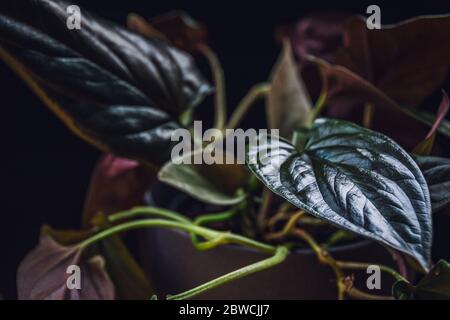 Close-up on a glossy leaf of sungonium erythrophyllum 'red arrow' houseplant on a dark background. Stock Photo