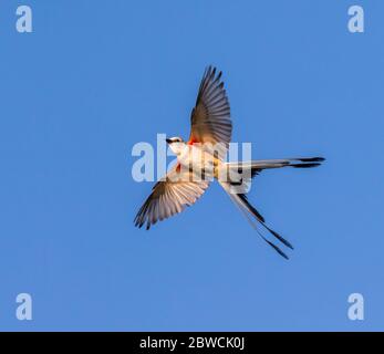 Scissor-tailed flycatcher (Tyrannus forficatus) opens tail making a turn in the air, Galveston, Texas, USA.