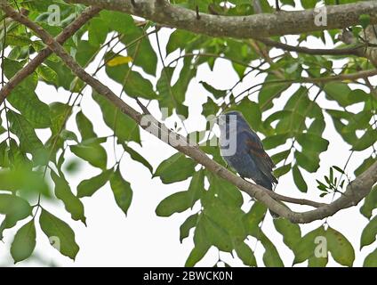 Blue Grosbeak (Passerina caerulea) adult male perched on branch  San Pedro Sula, Honduras      February 2016 Stock Photo