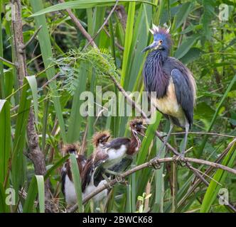 Tricolored heron (Egretta tricolor) with chicks near the nest, High Island, Texas, USA. Stock Photo