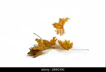 Fallen leaves from trees. The symbol of autumn. Stock Photo