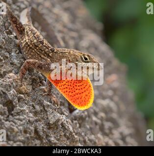 Brown anole lizard (Anolis sagrei) displaying, Galveston, Texas, USA Stock Photo