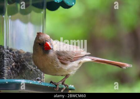 A female Northern Cardinal perches on the side a bird feeder.  Close up view.  Background blurred. Stock Photo