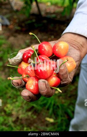 Man Holds Handful Of Freshly Picked Sweet Cherries Putting Into Blue 