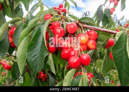 Orondo Ruby cherries growing on the tree near Wenatchee, WA, USA. Orondo Ruby cherries are a completely new variety of cherry that combines the best qualities of Rainiers and Bings. They are very sweet but with enough tart flavor to make the taste more complex. Stock Photo