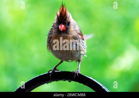 A female northern cardinal perches on a shepherds hook in the spring rain. Stock Photo