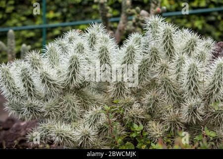 Cylindropuntia tunicata, commonly referred to as sheathed cholla