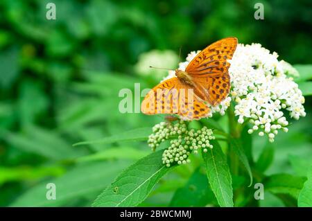 Orange brown fritillary butterfly (Argynnis paphia) sitting on a white flower. Selective focus with green blurred background Stock Photo