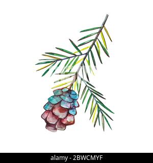 Autumn leaf - Western Hemlock Tree. Autumn maple leaf isolated on a white background. Watercolor illustration Stock Photo