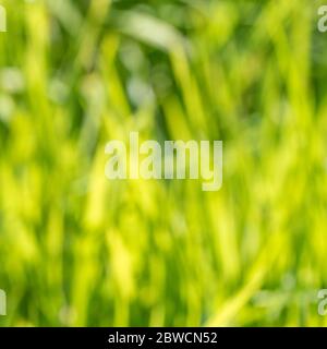 Abstract out of focus image of summer sunlight through grasses and weeds. For plant blindness metaphor. Stock Photo