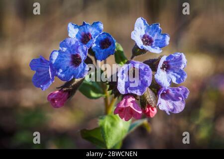 Close-up of blooming flowers Pulmonaria mollis in sunny spring day, selective focus Stock Photo