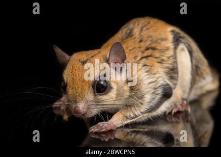 The Javanese flying squirrel (Iomys horsfieldii) isolated on black background Stock Photo