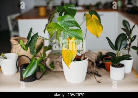 Yellow leaf on a sick houseplant Monstera Albo, white background. A drying  house plant in a flower pot Stock Photo - Alamy