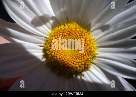 close up of giant daisy Stock Photo