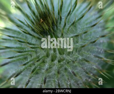 close up of thistle head interlaced with spider webs Stock Photo