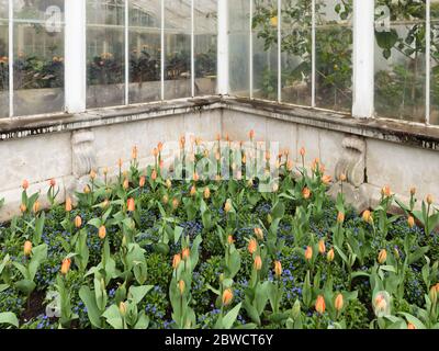 Tulips outside the Waterlily House in Kew Gardens, London, England Stock Photo