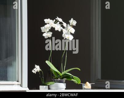 white orchid exposed to the sun on a window sill Stock Photo