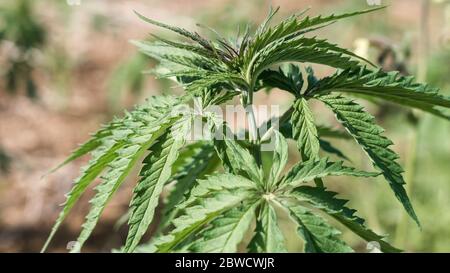 Single young cannabis hemp plant growing growing from dirt moving in wind with sun shining. Slow motion, tilt movement Stock Photo