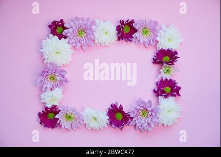 violet and white dahlia flowers lying in a square on pink background with copy space for any text Stock Photo