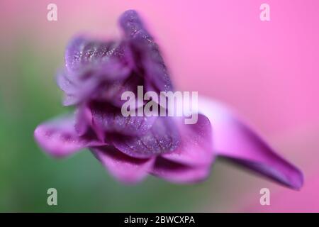 Violet flower macro, shining pollen on petals, isolated on green and pink background Stock Photo