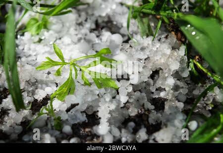 Scene after hail storm. Small green plant is covered by natural white hail balls that are melting under sunshine and framed by unfocused green grass l Stock Photo