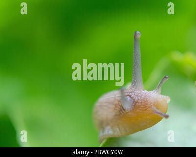 Close-up of a snail head Stock Photo