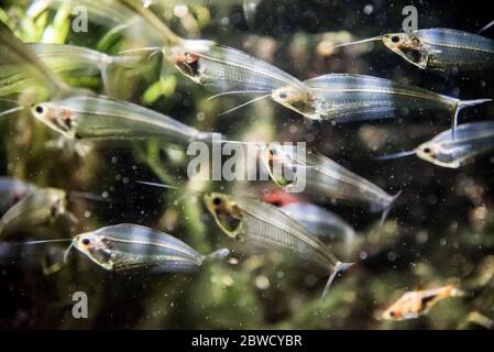 School of Glass Catfish swimming along. Stock Photo