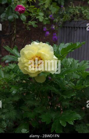 Paeonia Bartzella, Itoh hybrid Stock Photo